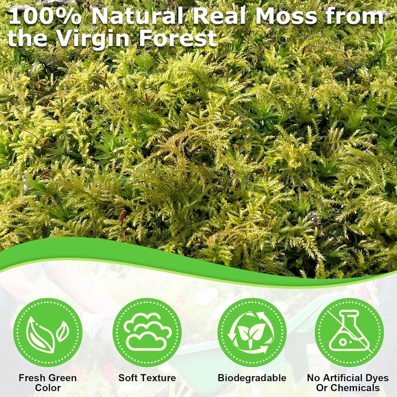 Legigo 1.3 LBS Green Moss for Crafts, Real Forest Moss for Plants Indoor, Table Decorative Centerpieces, Artificial Fairy Garden, Wedding Party Decor, Fake Potted Plants and DIY Craft Projects - Image 2